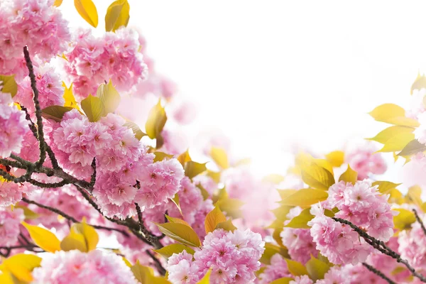 Sakura. Cherry Blossom in Springtime — Stock Photo, Image