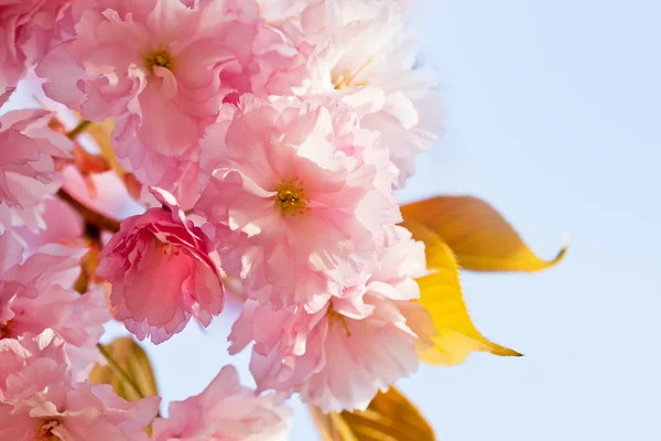 Sakura. Cherry Blossom in Springtime — Stock Photo, Image