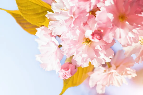 Sakura. Cherry Blossom in Springtime — Stock Photo, Image