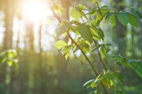 Green leaves on the green backgrounds — Stock Photo, Image