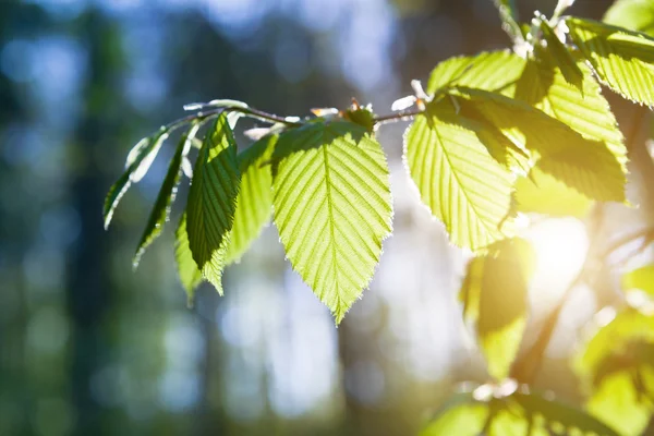 Green leaves on the green backgrounds — Stock Photo, Image