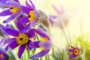 Spring flower Pasqueflower clipart