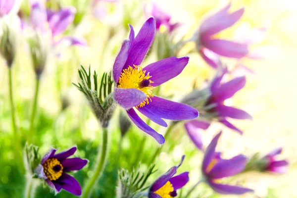 Spring flower Pasqueflower — Stock Photo, Image