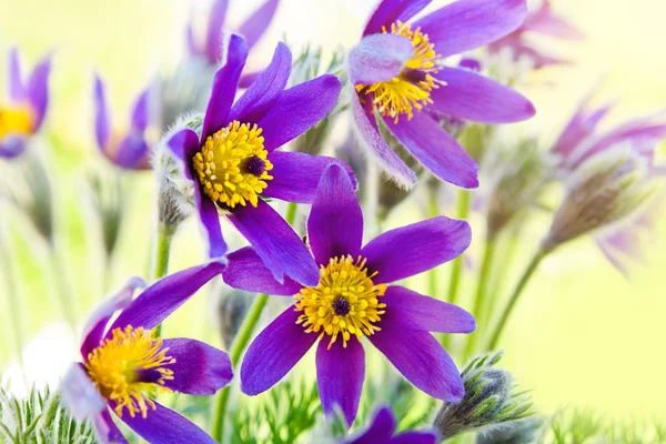 Άνοιξη λουλούδι pasqueflower — Φωτογραφία Αρχείου