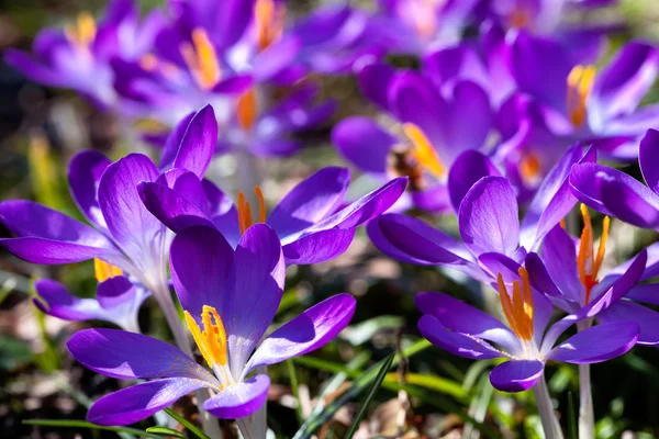 Весна Крокус — стокове фото