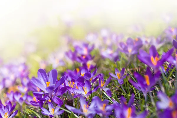 Azafrán de primavera — Foto de Stock