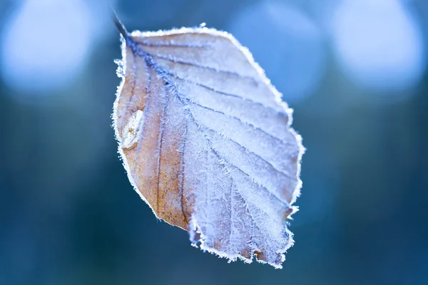 Gelo coperto di foglie — Foto Stock