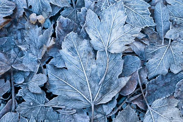 Gefrorene Blätter Hintergrund — Stockfoto