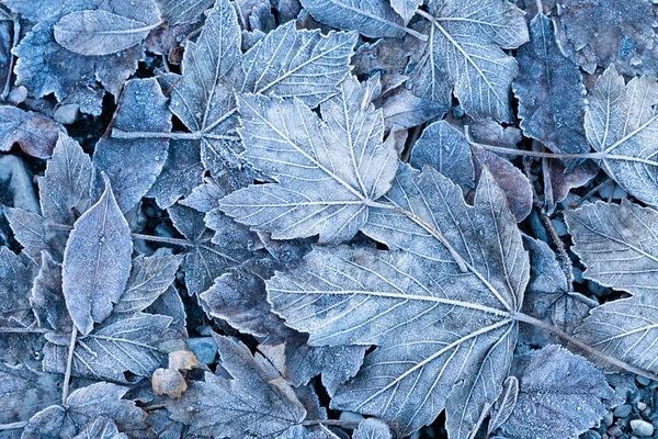 Sfondo foglie congelate — Foto Stock