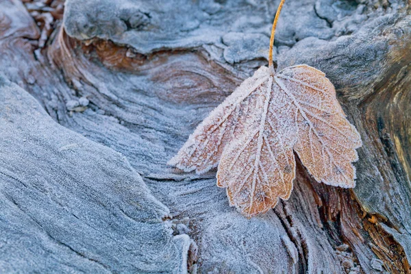 Blatt im Raureif auf Holzgrund — Stockfoto