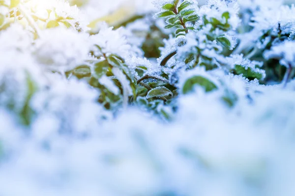 Der Frost auf den Blättern — Stockfoto