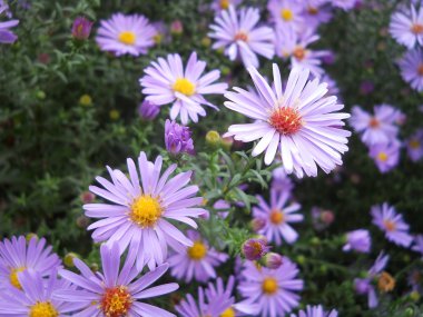 Bahçede Bush çiçek