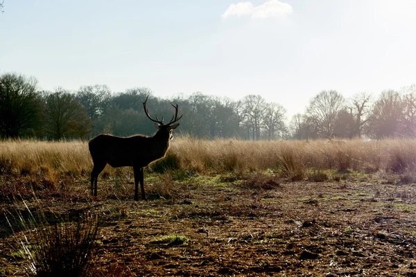 Red deer — Stock Photo, Image