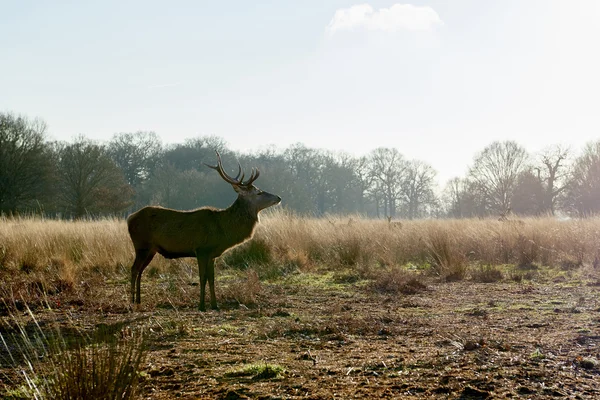 红鹿 — 图库照片