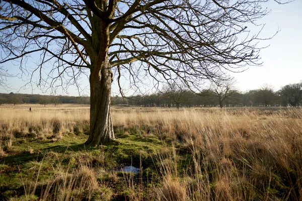 Tree in the park — Stock Photo, Image