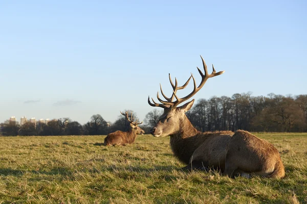 Red deer — Stock Photo, Image