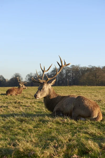 Rödhjort — Stockfoto