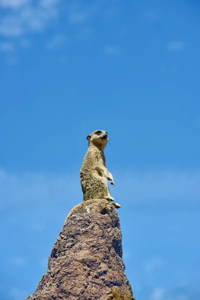 Meerkat on the look-out — Stock Photo, Image