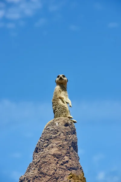 Meerkat on the look-out — Stock Photo, Image