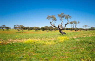 Yeşil alanlar ile ağaçların üzerinden mavi gökyüzü. Bahar ve yaz