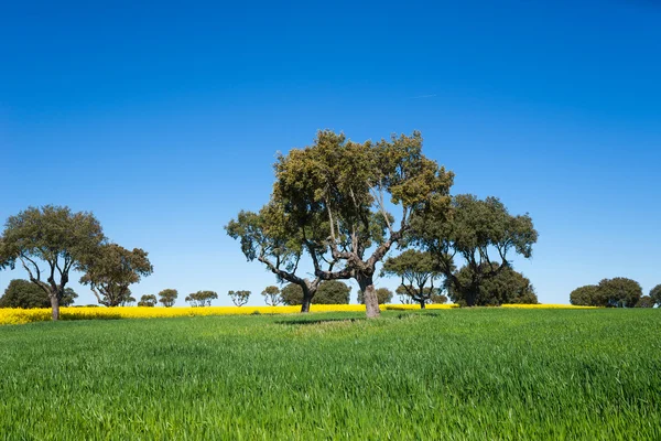 Campos verdes con árboles sobre un cielo azul. Primavera y verano —  Fotos de Stock