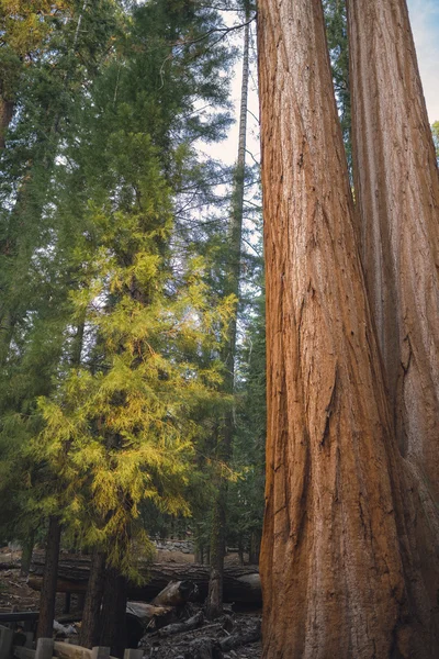 Giant tree closeup in Sequoia National Park