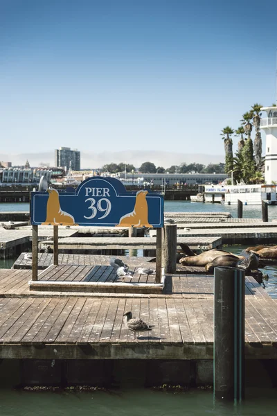 Uszczelnienia na kupie na San Francisco Pier 39 — Zdjęcie stockowe