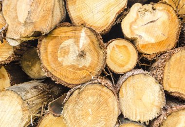 Ağaçların gövdeleri kesilmiş. Ağaç gövdesi kesit