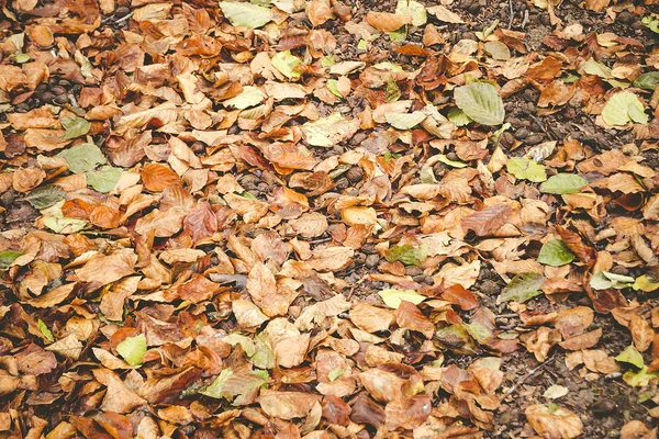 Kolorowych liści jesienią, tło — Zdjęcie stockowe