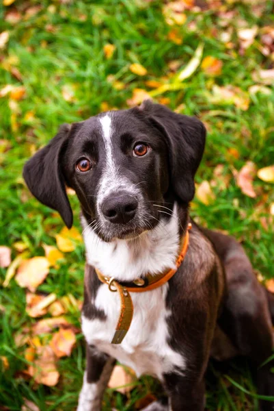 黄色の葉を持つ草の中に座って美しい黒と白の犬。屋外で遊ぶ犬 — ストック写真