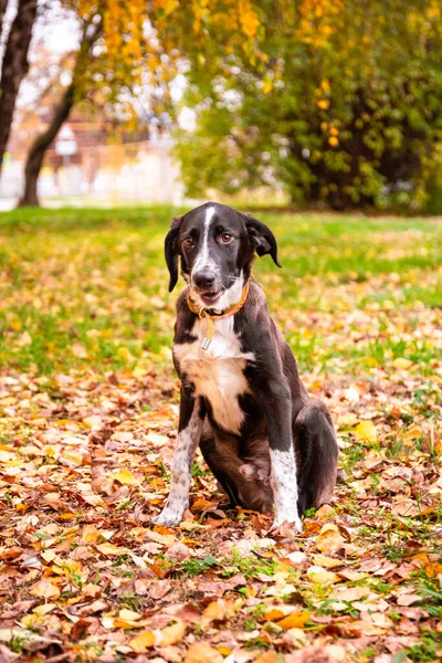 美しい黒と白の犬はドイツ語Kurzharドイツの短毛のポインティング犬が草の中に座っているかもしれません — ストック写真