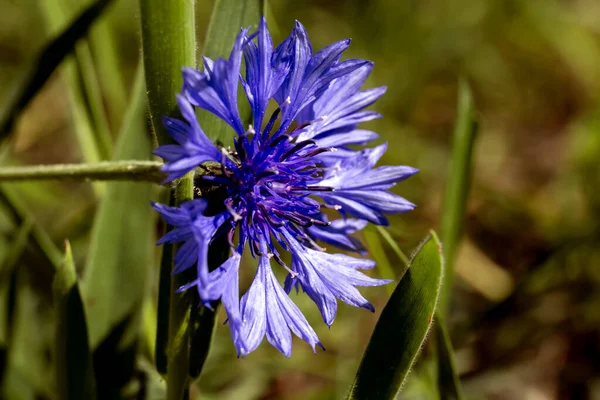 Blue beautiful flowers cornflowers in the garden. Cornflower in the flowerbed. Summer wildflower. — Stock Photo, Image