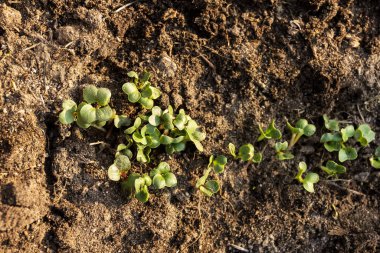 Bahçede yetişen genç turplar. Turp fideleri. Kopyalama alanı olan üst görünüm