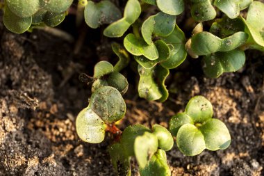 Bahçede yetişen taze turp filizlerinin makro görüntüsü. Turp filizleri..