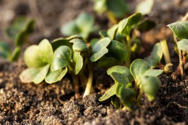 Sebze yatağında turp fidelerinin yeşil yapraklarının makro görüntüsü. Bahçede yetişen genç turplar..