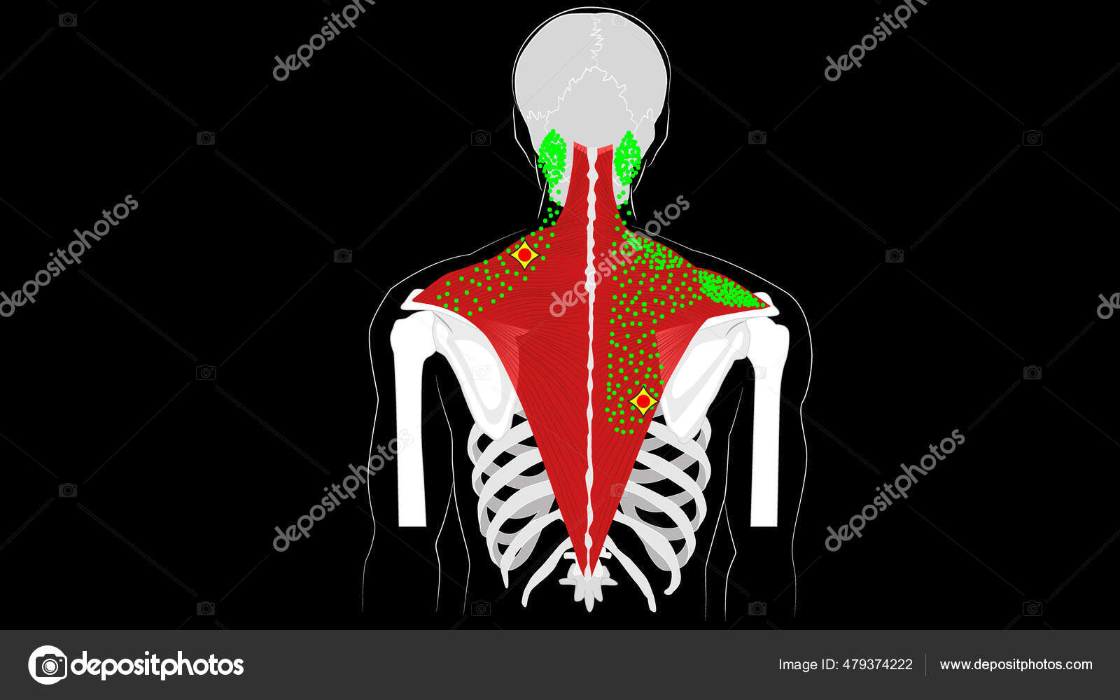 Trigger Point Shoulder Blade Trapezius Online Offer learning.labour.go.th