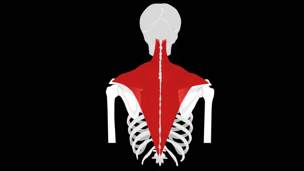 Anatomy of a trapezius muscle. Skeleton. Illustration — Stock Photo, Image