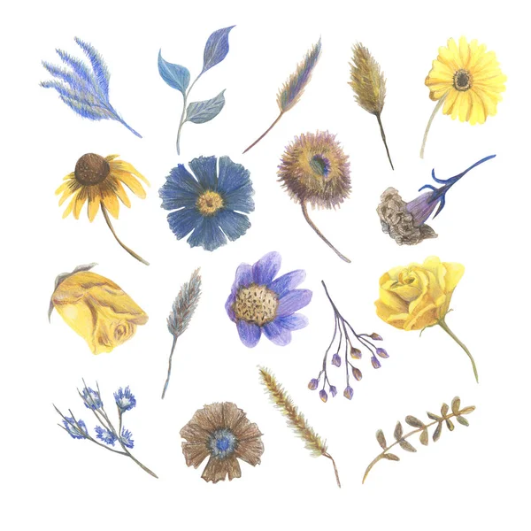 Колекція Різних Синіх Жовтих Коричневих Квітів Вирізаних Білому Тлі Кольоровими — стокове фото