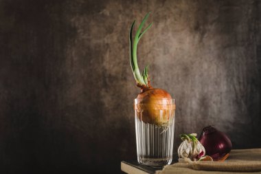 Evdeki bir bardak suda yetişen soğanlar, kırmızı soğan dilimleri ve koyu ahşap bir arka planda sarımsak ve metin için bir fotokopi alanı. Çiğ yiyecek, çevre dostu ürün..