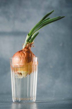 Evdeki bir bardak suda yetişen soğanlar ve metin tarafı görüntüsü için bir fotokopi alanı. Çiğ yiyecek, çevre dostu ürün. Dikey yönelim.