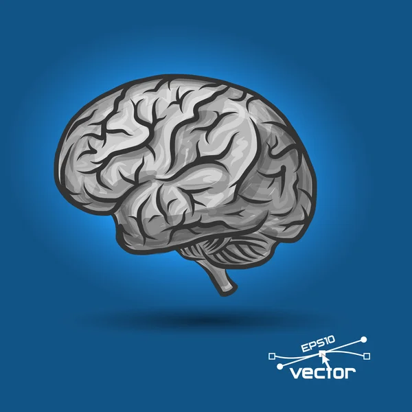 Cerebro de la persona — Archivo Imágenes Vectoriales