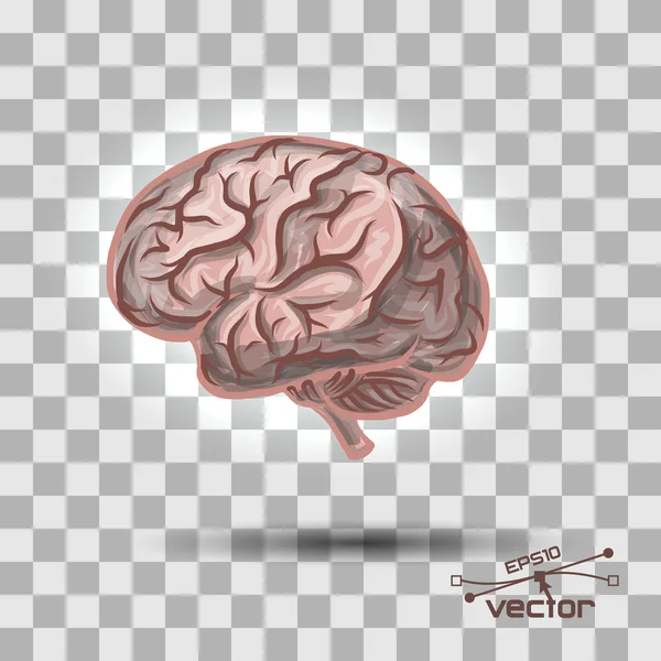 人の脳 — ストックベクタ