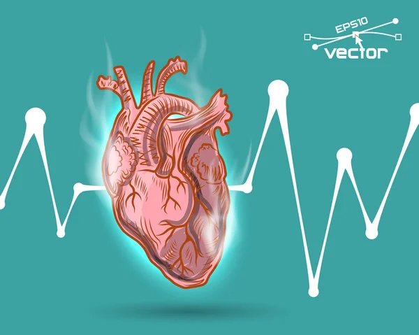 Latido del corazón humano — Vector de stock