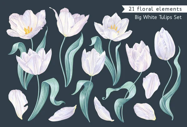Große Auswahl Frühlingsblumen Weißen Vektortulpen Detailreichen Pflanzen Blüten Blättern Stängeln — Stockvektor