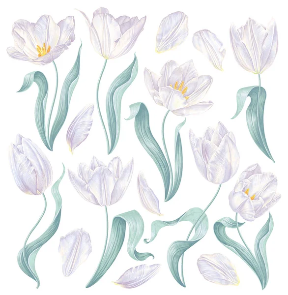 Conjunto Tulipanes Blancos Vectoriales Realistas Flores Hojas Pétalos Primavera Altamente — Archivo Imágenes Vectoriales