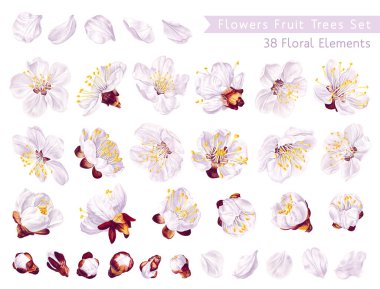 Büyük bahar çiçekleri, meyve ağaçları. Tasarım modeliniz için gerçekçi vektör kayısı, armut, elma, şeftali, kiraz, tekstil, kart, reklam afişi, sosyal ağda paylaşım