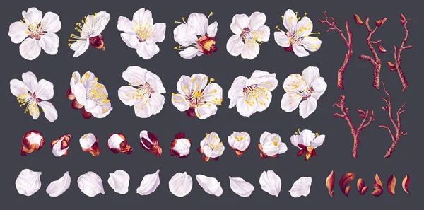 Grande Conjunto Flores Damasco Flores Vectoriais Brancas Realistas Pétalas Botões — Vetor de Stock