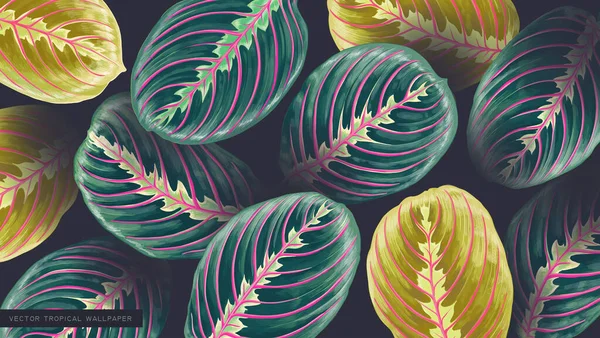 Maranta Leuconeura Pianta Preghiera Sfondo Foglie Verdi Con Venature Rosa — Vettoriale Stock