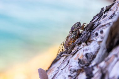 Hırvatistan 'da çam ağacı üzerine Ağustos Böceği