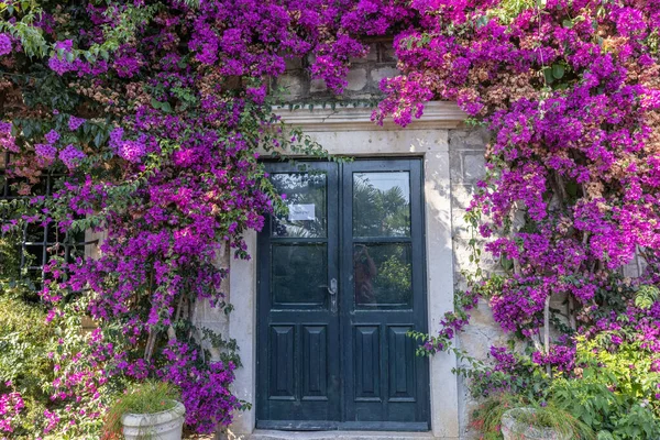 Arboreto Jardim Botânico Trsteno Famoso Fazer Filmes Vídeo — Fotografia de Stock